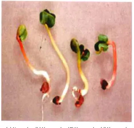 Figure 2.4  (a) Normal seedling; the 