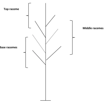 Figure 3.2  Schematic diagram of forage rape inflorescence divided  into top, middle and base racemes                       to obtain seed from the three raceme positions for seed quality tests  