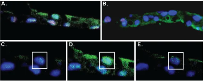 Figure 4: Immunofluorescent staining of CRCs.   (A) Normal and (B) tumor derived CRCs were cultured on the TDCM platform