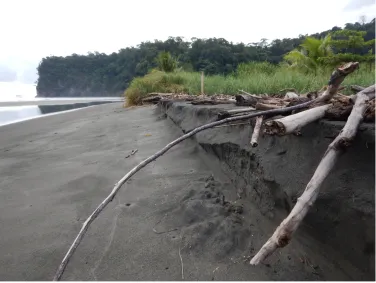 Figure 9: 1 m tall erosion slope and debris from the Río Térraba at Playa Tortuga  