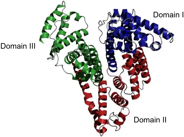 Figure 1.3 X-ray crystal structure of HSA. The three homologous domains are highlighted as follows: blue = domain I, red = domain II and green = domain III