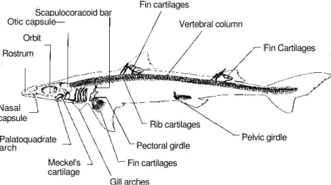 Figure I. External features.  