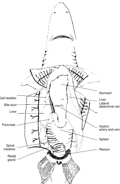 Figure 7. Lateral cross section of the shark heart. 