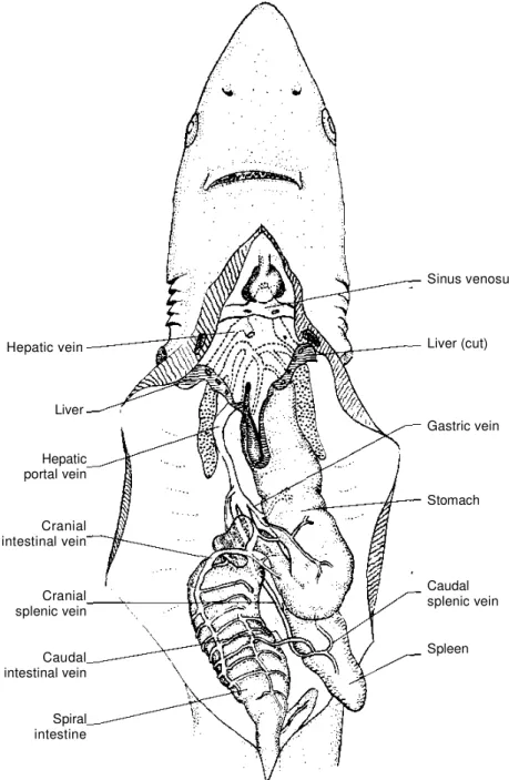 Figure 11. Hepatic portal system.  