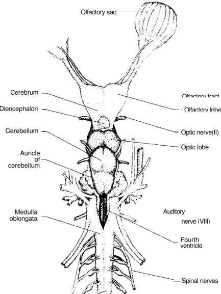 Figure 14. Dorsal view of the shark brain. 