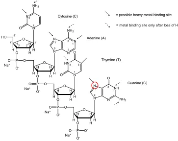 Figure    1.7    Possible    binding    sites    for    transition    metal    ions    in    a    single    strand   deoxytetranulceotide   are   indicated   with   arrows