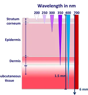 Figure   1.19   Diagram   of   the   penetration   of   light   into   human   tissue