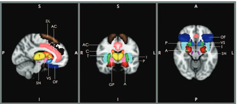Figure 2.3: Approximate locations of ROI used in the fMRI study example. Each of