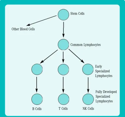 Figure 3: Depending on the place in lymphocytic cell development in which the malignant transformation occurs, the leukemic cells may be principally B cells, T cells, or NK cells