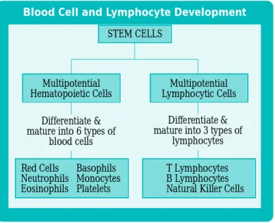 Figure 1. This figure depicts an abbreviated diagram of the process of hematopoiesis. This process involves the development of functional blood and lymphatic cells from stem cells.