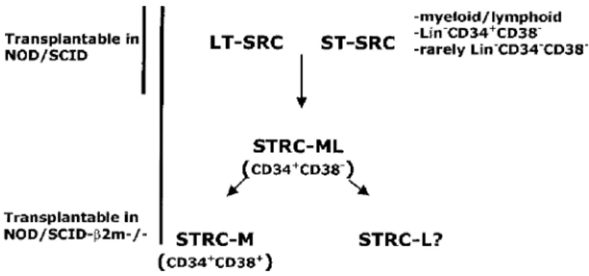 Figure 6. Heterogeneity of transplantable stem cells from Glimm et al 15 and Guenechea et al