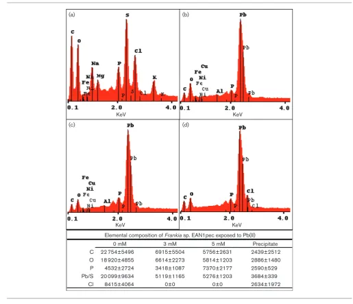 Fig. 2. SEM-EDAX ofabsence ofintensity levels of the different elements of the precipitate from Pb Frankia sp