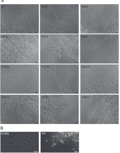 Fig. 3. Microscopic images of hyphae and vesicles. (A) Differential interference contrast (DIC) and (B) phase-contrast images