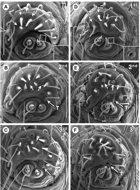 Figure 3. ALS of 1st to 3rd instars of Australomimetus spinosus and Australomimetus djuka