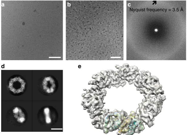 Figure 1 | Near-atomic resolution reconstruction of hPrx3. (2.4VPP images of hPrx3 are high in contrast even in-focus and before motion correction, enabling robust automated particle selection of all views (scale bar,100 nm)