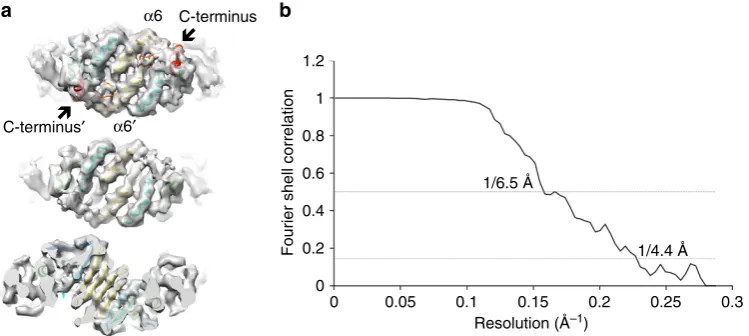 Figure 2 | 3D density map with docked X-ray structures. (resolution of 4.4 Å based on the ‘gold-standard’ Fourier shell correlation (FSC)(PDB 1QMV (ref