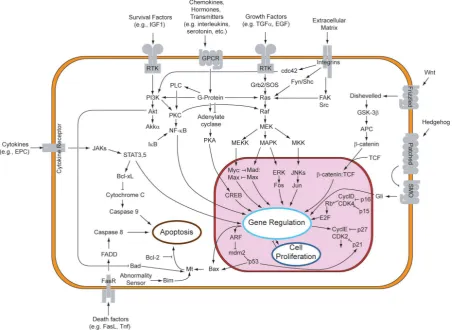 Figure 1.2: Schematic description of well-characterised signalling pathways in mammalian cells