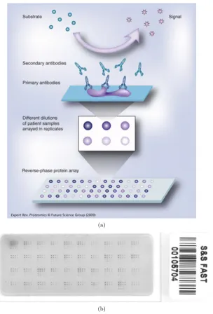 Figure 1.5: (a) Reverse phase protein arrays operate in three stages. Firstly, an individual test sample(e.g