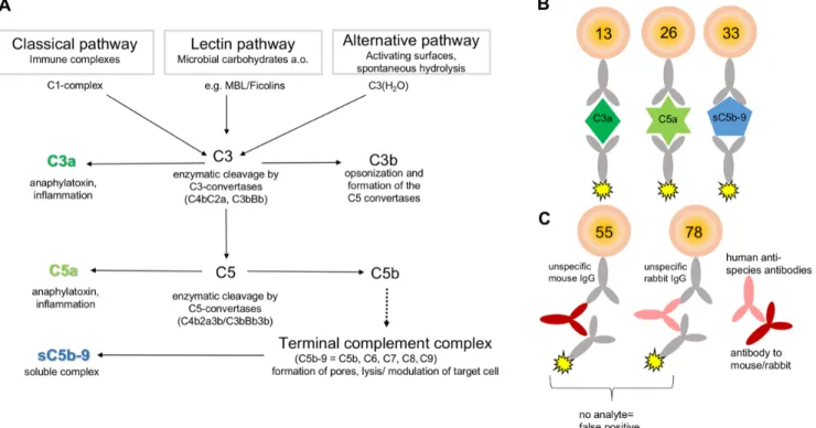 Figure 1: Principle for multiplex-complement activation assay.  (A) The complement system is a part of the innate immunity  and activated by three different pathways: the classical, the lectin, and the alternative pathway