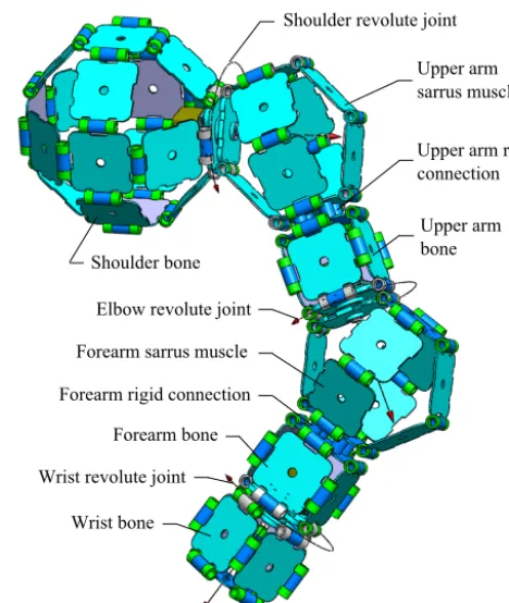 Figure 3. Bio-inspired Sarrus-linkage-based mechanical muscle.