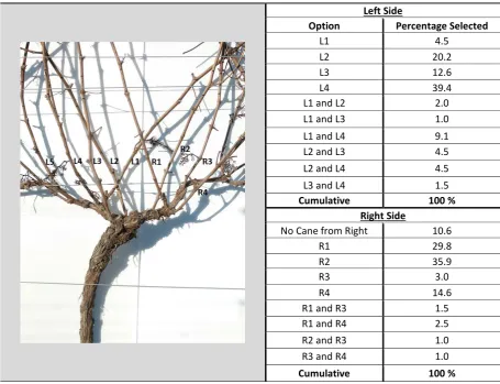 Table 4-3: Cane selection responses by sidea* (Pool B) 