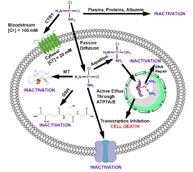Figure 1.1: Various pathways of cisplatin: uptake, aquation and inactivation pathways