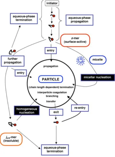 Figure 1.3 Possible events occurring during the initial stages of an emulsion polymerisation from a radical perspective, reproduced from Gilbert et al.25 