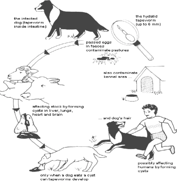 Figure 2. The hydatid life cycle. Each time an infected dog passes faeces, thousands of eggs may be  released