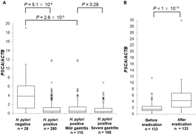Figure 2: The suppression of PSCA expression by H.  pylori infection. Box-plots with medians for PSCA expression normalized  to ACTB in biopsy samples of gastric mucosa