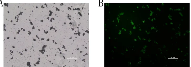 Figure 2: Visualization of FITC-labeled siRNA-SMBs complexes.  (A) The complexes showed uniform sizes, light density, and  smooth round surfaces under a light microscope