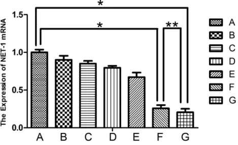 Figure 5: Expression of NET-1 mRNA.  Groups F and G showed a lower expression of NET-1 mRNA as compared to group A,  