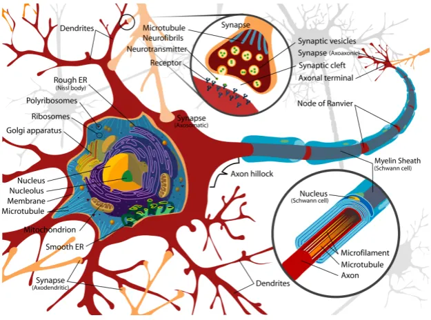 Figure 1: Artist’s rendition of a typ ical neuron. Electrical activity is generated alongth e ax on as a result of th e inp ut from oth er neurons