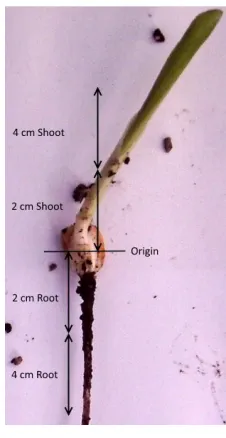 Figure 2: Diagram of root and shoot sections used for T. virens endophytism study.Maize roots were cut into 2 cm sections with the seed as the point of origin for measurement