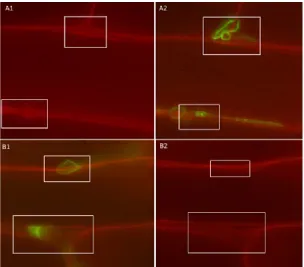 Figure 6: Extra-cellular endophytic growth of T. virensgrowth from a different maize root