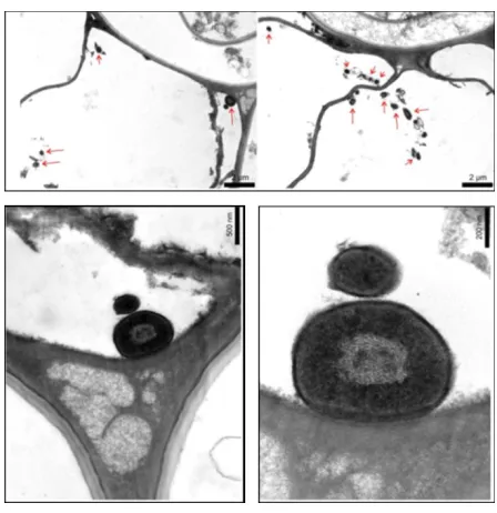 Figure 7: Transmission electron micrograph of T. virensThese structures (indicated by red arrows) bear resemblance to miniature hyphae that have been observed in other endophytes