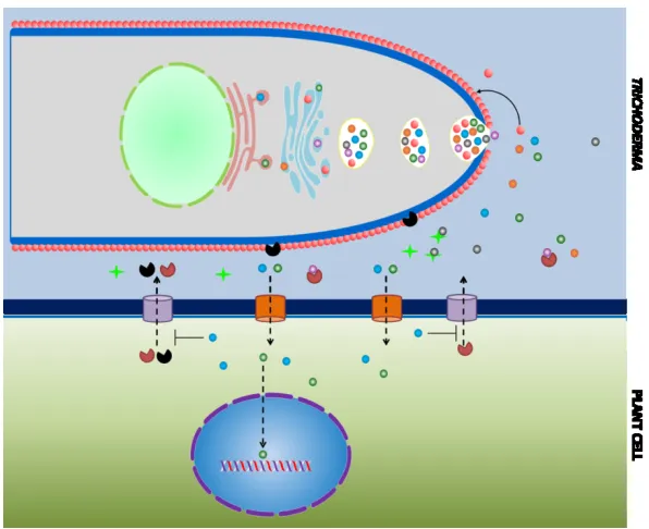 Figure 9: Secretion of effector-like proteins during the plant-Trichodermasecreted via the type II secretion system