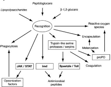 Figure 1.5: 