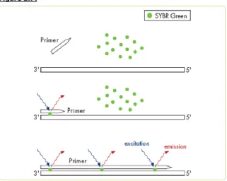 Figure 1.7: 