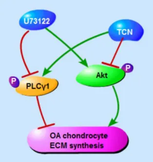 Figure 8: Schematic diagram of PLCγ1 and Akt regulating ECM synthesis of OA chondrocyte.