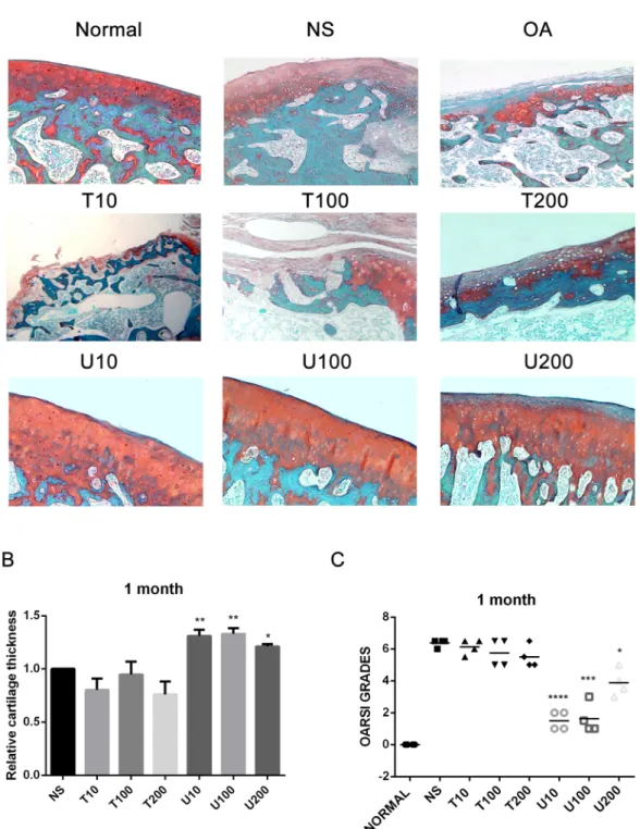 Figure 1: Histopathological evaluation of OA in a rat OA model treated with different inhibitors of PLCγ1 and Akt  for 1 month