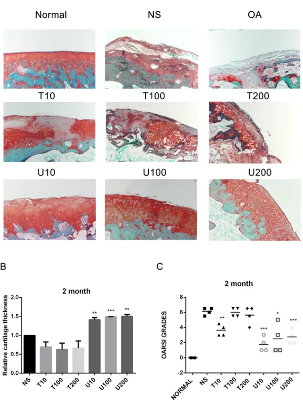 Figure 2: Histopathological evaluation of OA in a rat OA model treated with different inhibitors of PLCγ1 and Akt  for 2 month