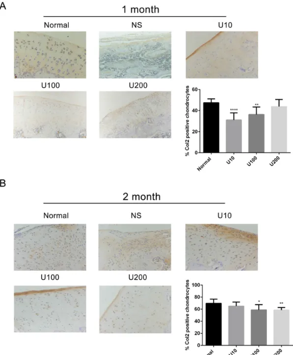 Figure 4: Effect of PLCγ1 inhibitor on Col 2 expression in a rat OA model.  Specimens were longitudinally cut into 3 μm 
