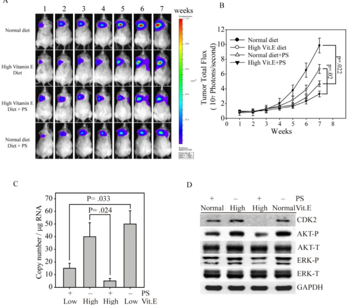 Figure 5: Synergistic effects of PS and α-TOS on tumor growth and metastasis in the MDA-MB-231 xenograft model.