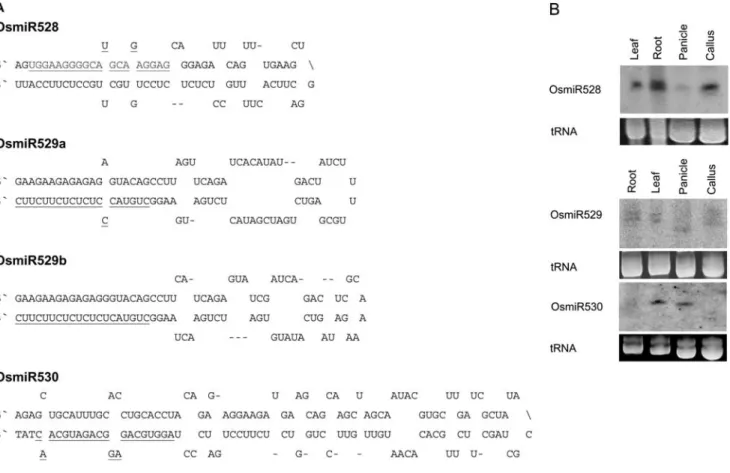 Figure 1. Representatives of newly identified miRNAs from rice. A, Predicted fold-back structure of OsmiR528, OsmiR529a, OsmiR529b, and OsmiR530 precursors from rice
