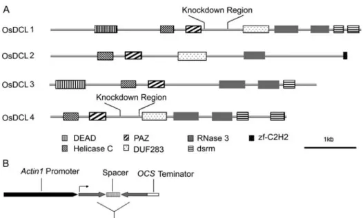 Figure 2. Phylogenetic relationships of DCL proteins in higher plants and animals. Full-length protein sequences were used for phylogenetic analyses