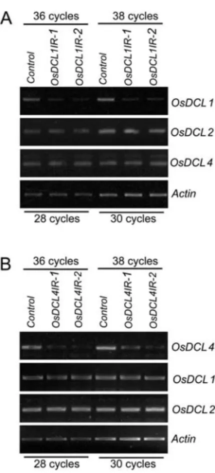 Figure 4. Specificity of RNAi in OsDCL1IR and OsDCL4IR transform- transform-ants. RT-PCR analyses were performed for the OsDCL1, OsDCL2, and OsDCL4 loci in a control plant and two OsDCL1IR (A) and OsDCL4IR (B) transformants, respectively