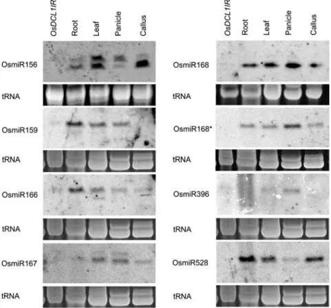 Figure 6. The OsDCL1 gene is essential for miRNAs accumulation. Small-sized RNAs from different tissues were separated in  polyacryl-amide gels, and blots were probed with  anti-sense oligenucleotides complementary to mRNA sequences