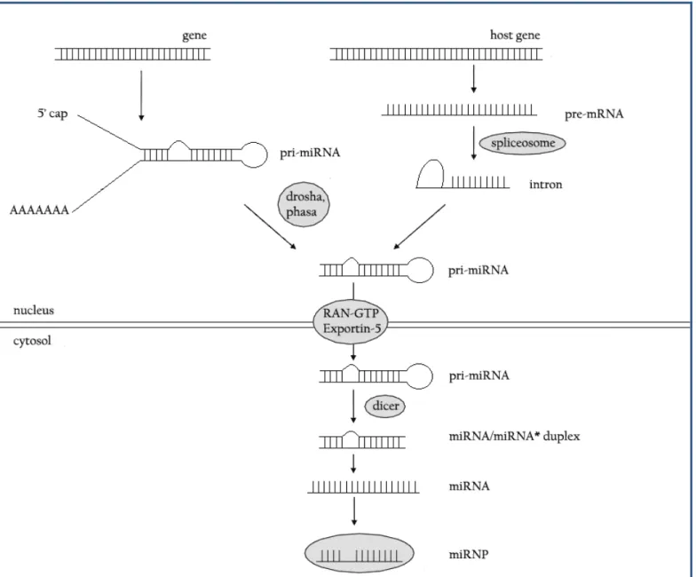 Figure 1: MicroRNA biogenesis. 