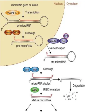 Fig.  0:  Schematic  diagram  of  miRNA  biogenesis.  (Adapte d  from  [59].  