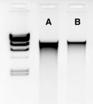 Figure 3: Gel analysis of A) pure and B) contaminated genomic DNA from soil 10	μL	of	each	sample	were	run	on	a	1	%	TAE	agarose	gel	(1	h,	100	V).	The	larger	gel	band	 of pure DNA A) proves a higher yield and concentration compared to the contaminated  DNA	 